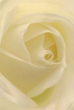 This intimately detailed portrait of a white rose, taken in the soft afternoon light filtering through a window near Wallington Green, reveals the soul of the flower through its quietly luxurious ivory petals. The layers are velvety and finely translucent, inviting one to imagine the sensation of running a fingertip along their cool, delicate curves. The cream tones are kissed with hints of pale lemon, the edges glowing softly as the light gently illuminates each spiral inward, creating an atmosphere of soothing calm and understated elegance-so familiar to those living near Wallington's friendly high street. In this setting, the rose feels like a silent promise: perfect for an anniversary bouquet, a tender offering of love, or a quiet message of sympathy. The artistry in this composition is unmistakable, each petal arranged with mindful precision to draw out timeless beauty and grace. You can almost sense the subtle, sweet perfume filling the air of a local Wallington home, the hallmark of a bouquet thoughtfully crafted and delivered by a florist who understands the deep emotions every bloom can convey.